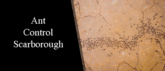 Ant Control Scarborough