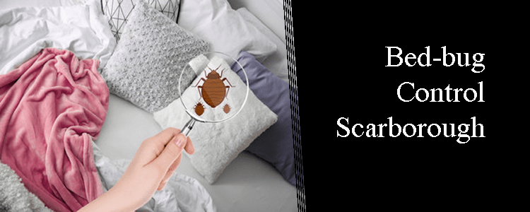 Bed Bug Control Scarborough